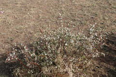 Spiraea aquilegifolia