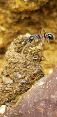 Camponotus intrepidus