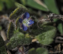 Veronica triloba