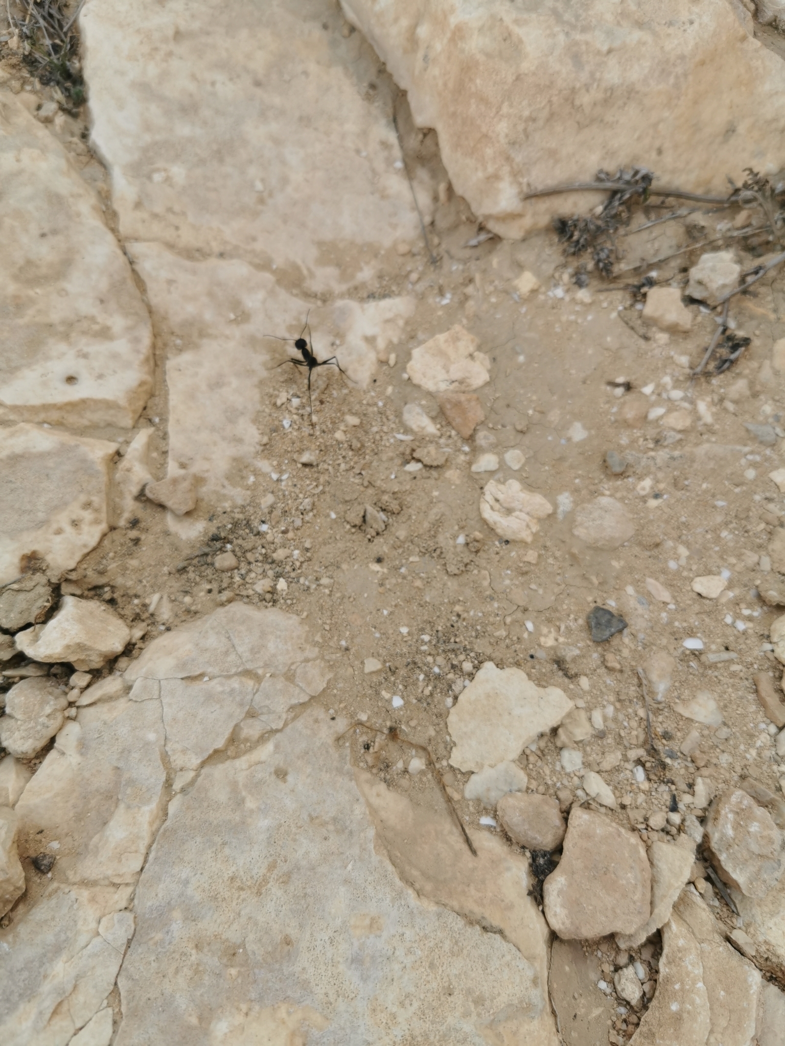 Cataglyphis savignyi
