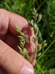 Festuca paradoxa