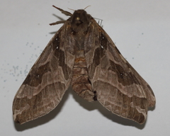 Sthenopis purpurascens