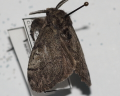 Dasychira vagans