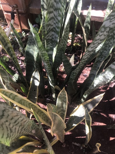 Sansevieria zeylanica image