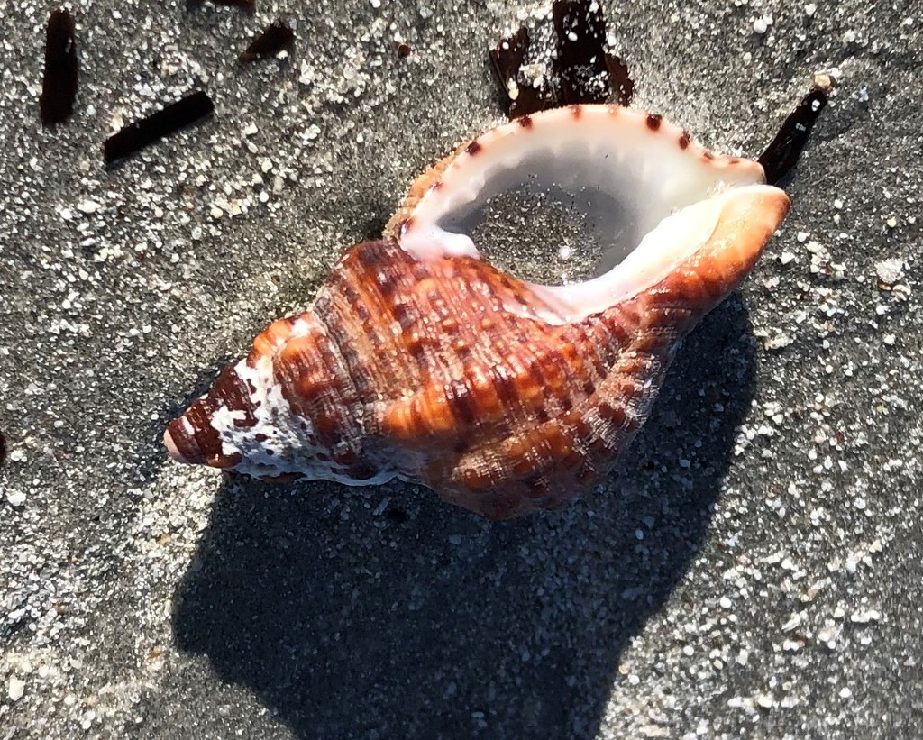 Austrotriton