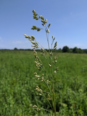Festuca paradoxa