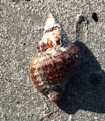 Austrotriton subdistortus