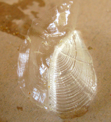 Velella