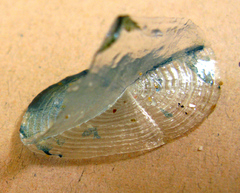 Velella