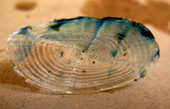 Velella