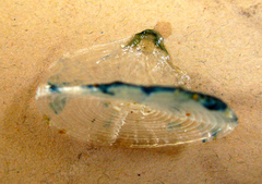 Velella
