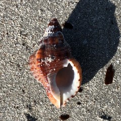 Austrotriton subdistortus