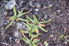 Plagiobothrys scouleri