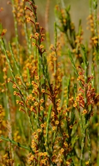 Struthiola ericoides