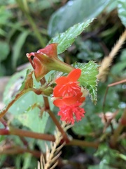 Begonia urticae