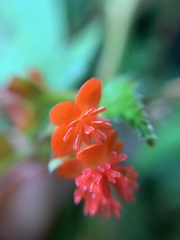 Begonia urticae