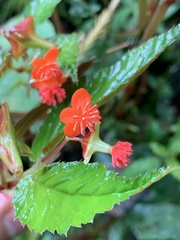 Begonia urticae