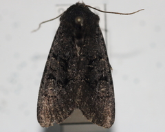Apamea impulsa