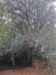 Podocarpus elongatus