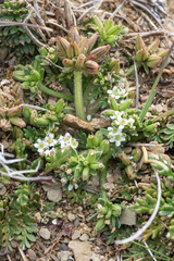 Chaerophyllum australianum