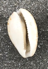 Notocypraea comptonii