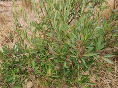 Searsia angustifolia