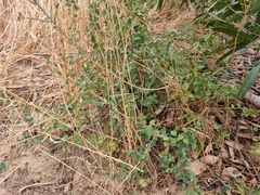 Cissampelos capensis