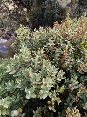 Veronica glaucophylla