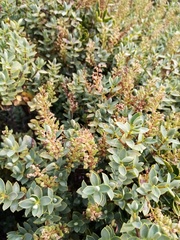 Veronica glaucophylla