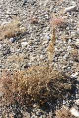 Anabasis brevifolia