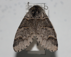 Furcula occidentalis