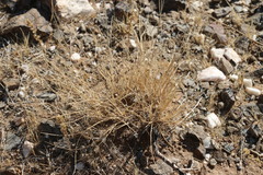 Stipa tianschanica