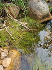 Isolepis digitata