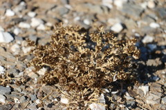 Anabasis brevifolia