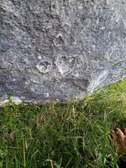 Australopyrum calcis optatum