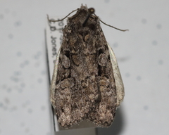 Anaplectoides pressus