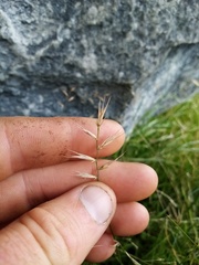 Australopyrum calcis optatum