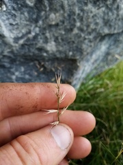 Australopyrum calcis optatum