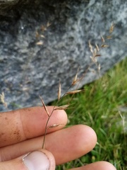 Australopyrum calcis optatum