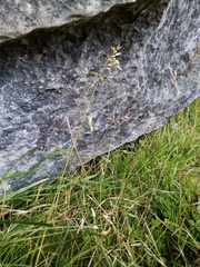 Australopyrum calcis optatum