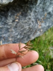 Australopyrum calcis optatum