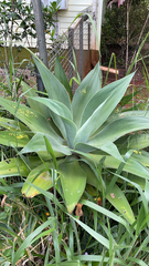 Agave attenuata