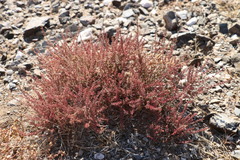 Reaumuria songarica