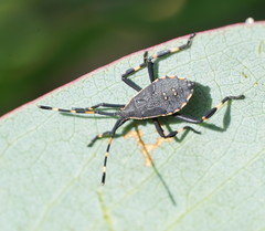Gelonus tasmanicus