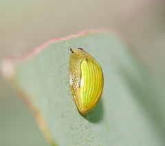Paropsisterna hectica