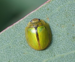 Paropsisterna hectica