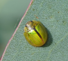 Paropsisterna hectica