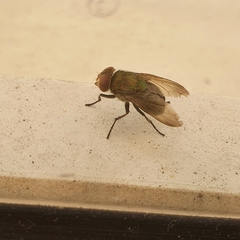 Diptera