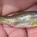 Small-scale Yellowfish - Photo (c) Joubert Heymans, some rights reserved (CC BY-NC-ND), uploaded by Joubert Heymans