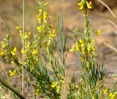 Lebeckia gracilis